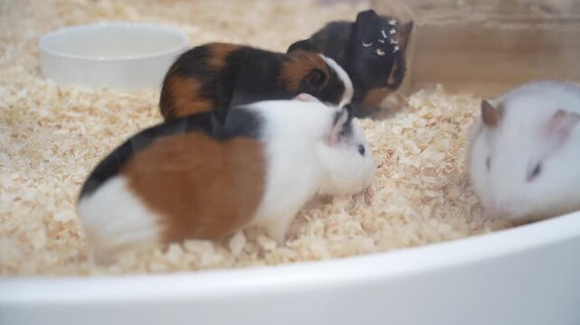 Guinea pigs sitting on sawdust. Pets and rodents close-up