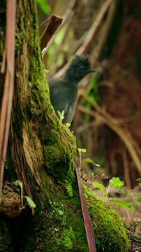 Bird Calling Its Baby Near a Tree