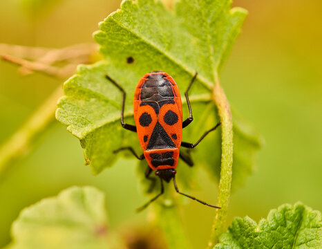 Firebug (Pyrrhocoris apterus) on a flower.