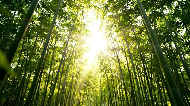 Sunlight filtering through a dense bamboo forest, creating a serene and natural atmosphere