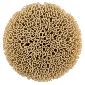 Round porous coral sea sponge