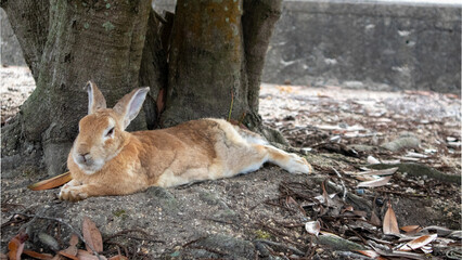 けだるそうな 木の下で横たわる茶色のうさぎ - Brown rabbit lying under a tree © kafuna862