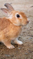 屋外の土の上に立つ茶色のウサギ - Brown rabbit standing on dirt ground outdoors © kafuna862