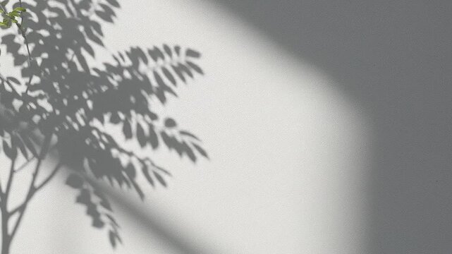 Leaf shadow patterns cast on a clean white wall during a sunny day with subtle camera drift