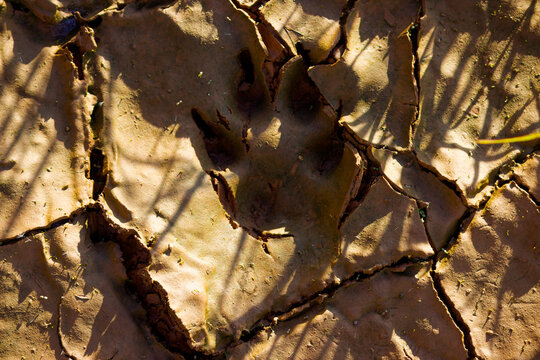 Clear dog paw print impressed in deep cracks of parched sun-baked clay, captured during golden hour with long shadows stretching across the dried mud texture of a withered puddle