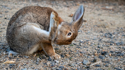 地面で後ろ足を使って耳を掻く茶色のウサギ - Brown rabbit scratching its ear with hind leg on the ground © kafuna862