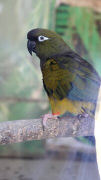 Green conure parrot with yellow and red underside perched on branch
