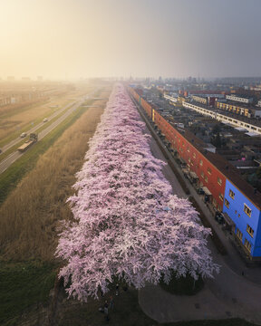 Aerial view of Blooming Blossoms cherry trees in full bloom lining a road next to residential buildings in Almere, Flevoland, Netherlands.