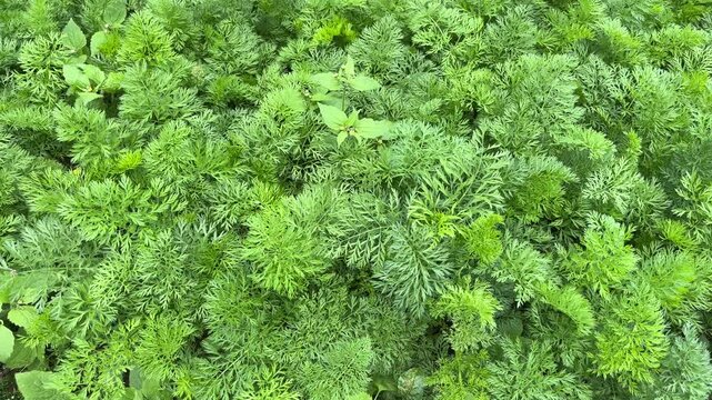 Top view of lush carrot leaves. green. leaf. background, backgrounds. high angle, above, flat lay. nature. growing, growth. agriculture field. carrots. set, group.
