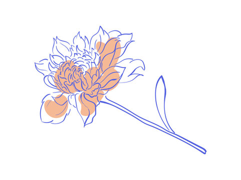 Coquette flower doodle with whimsical color. Cute hand drawn flower sketch as linear icon and background. Yellow detail with blue line suits social media frame or card in minimalist style