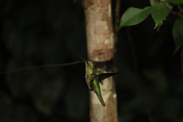 The many-spotted hummingbird (Taphrospilus hypostictus) is a species of hummingbird in the "emeralds", tribe Trochilini of subfamily Trochilinae.This photo was taken in North Peru. © feathercollector