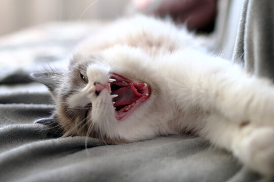 A fluffy white and gray cat yawns while lying on a soft gray blanket. The cat has bright blue eyes and a relaxed posture, showcasing its playful nature.