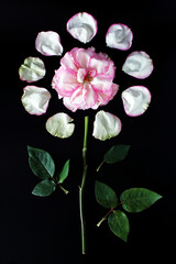 A pink rose with petals arranged around it on a black background. The rose has green leaves, creating a striking floral composition. © Nadezhda Zaitceva