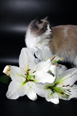 A fluffy Ragdoll cat with blue eyes stands beside white lilies on a black background. The cat has a cream and gray coat, showcasing its distinctive markings. © Nadezhda Zaitceva