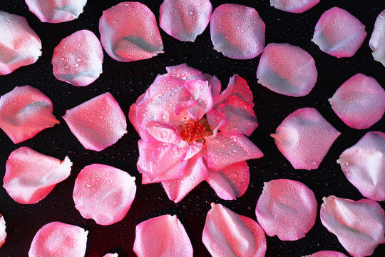 A close-up of a pink rose surrounded by scattered pink rose petals on a dark background. The petals are soft and delicate, creating a romantic atmosphere.