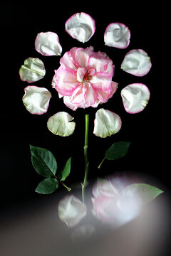 A pink rose with white petals arranged around it on a dark background. The rose has green leaves and a soft reflection below.
