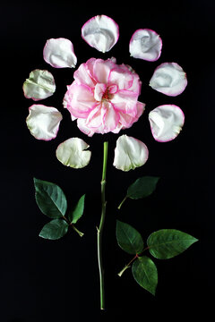 A pink rose with petals arranged around it on a black background. The rose has green leaves, creating a striking floral composition.