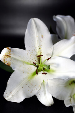 Close-up of a white lily flower with delicate petals and green accents. The background is dark, highlighting the flower's features.