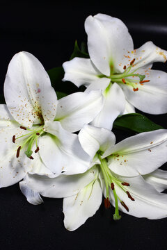 White lilies with green accents arranged on a dark background. The flowers display delicate petals and vibrant stamens, creating a serene and elegant composition.