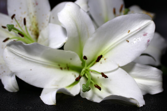 Close-up of white lilies with delicate petals and green accents. The flowers are arranged beautifully against a dark background.
