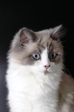 A fluffy Ragdoll cat with blue eyes and a white coat, featuring gray markings on the face and ears, sits against a dark background.