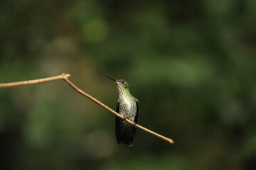The many-spotted hummingbird (Taphrospilus hypostictus) is a species of hummingbird in the "emeralds", tribe Trochilini of subfamily Trochilinae.This photo was taken in North Peru. © feathercollector