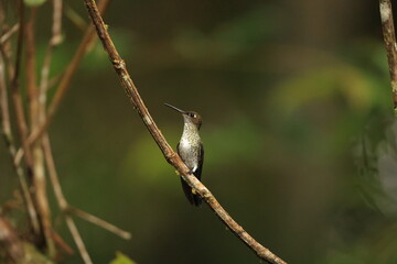 The many-spotted hummingbird (Taphrospilus hypostictus) is a species of hummingbird in the "emeralds", tribe Trochilini of subfamily Trochilinae.This photo was taken in North Peru. © feathercollector