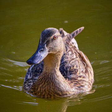 Female Garganey Duck Spatula querquedula swimming on calm green water looking or staring at you in Germany