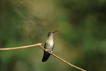 The many-spotted hummingbird (Taphrospilus hypostictus) is a species of hummingbird in the "emeralds", tribe Trochilini of subfamily Trochilinae.This photo was taken in North Peru. © feathercollector