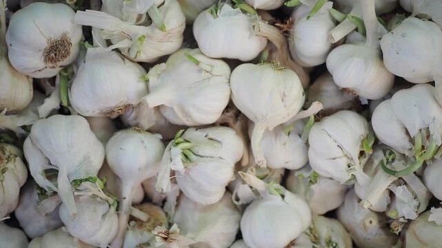 A close-up view of fresh organic garlic bulbs with green sprouts, displaying natural growth and textures, for healthy eating footage
