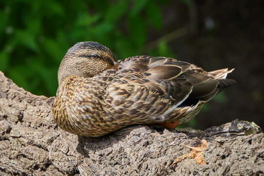 Sleepy Brown Mallard duck Anas platyrhynchos sitting on a tree trunk with beak under the wing and eye open in Germany