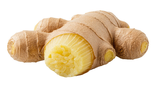 Raw ginger root with fibrous texture peeled and showing yellow flesh, isolated on transparent background