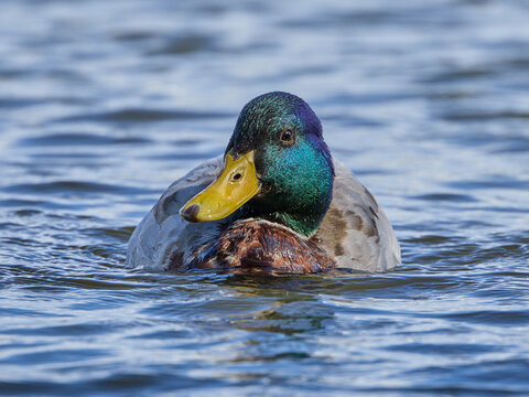 male mallard duck anas platyrhynchos swimming in blue water staring at you in Finland