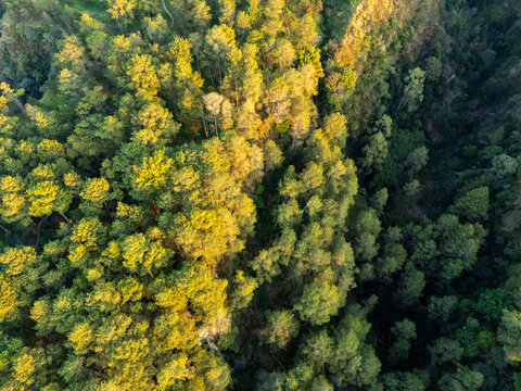 Aerial view of a dense forest with sunlit treetops and deep shadows in the lush landscape of Kemalang, Central Java, Indonesia.