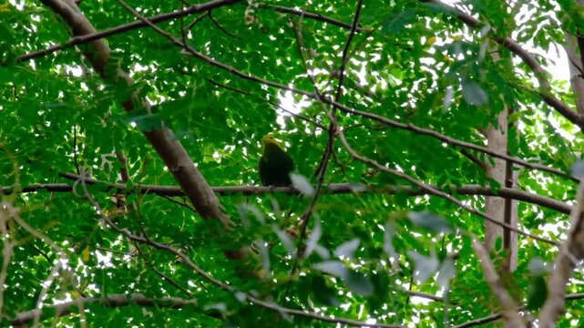The whistling dove Ptilinopus layardi bird with green and yellow colors perched in forest tree on Kadavu Island, Fiji, South Pacific