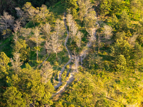 Aerial view of a person riding a motorcycle along a winding dirt path through a lush forest with tall trees illuminated by golden hour sunlight in Kemalang, Central Java, Indonesia.