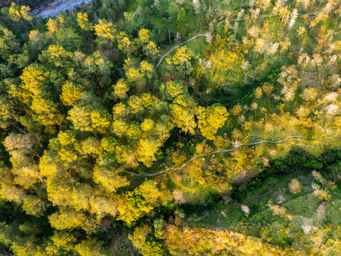 Aerial view of a lush forest with golden sunlight illuminating the trees and a winding dirt path cutting through the landscape in Kemalang, Central Java, Indonesia.