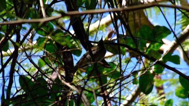 Kadavu Honeyeater Meliphacator provocator bird endemic to Kadavu group of islands in Fiji, South Pacific
