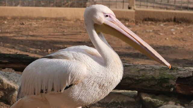 Great white pelican standing in enclosure at zoo while looking around slowly during sunny day in slow motion