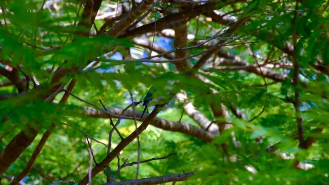 Pacific kingfisher bird Todiramphus sacer with blue and white coloured feathers on Kadavu Island, Fiji, South Pacific