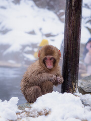 Wet baby snow monkey beside a wooden post © Abetehaael