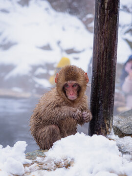 Wet baby snow monkey beside a wooden post