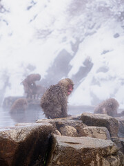 Wet young snow monkey on rocks in steam and snow © Abetehaael