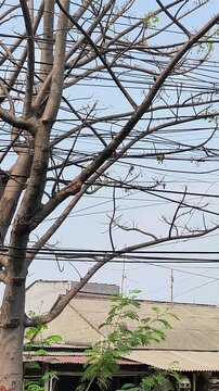 Bare Tree Branches Entangled in Power Wires