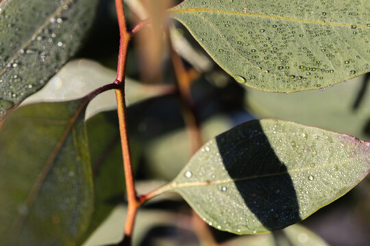 Close up of juvenile gum leaves and stem