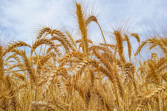 Golden Wheat Ready For Harvest