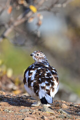 Obraz premium A Willow Ptarmigan (Lagopus lagopus), in transition between summer and winter plumage, in Alaska autumn scenery.