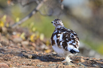 Obraz premium A Willow Ptarmigan (Lagopus lagopus), in transition between summer and winter plumage, in Alaska autumn scenery.