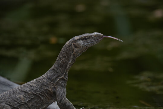 Monitor lizard flicking forked tongue against dark green background