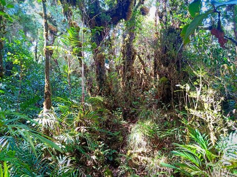 Dense mossy rainforest with ferns and epiphytes